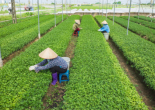 Thumb Lớn (500 × 333 Px)